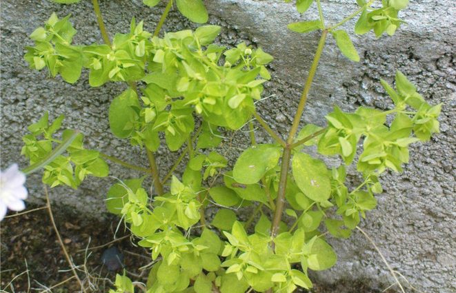 Euphorbia for skin cancer