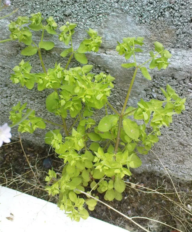 Euphorbia for skin cancer