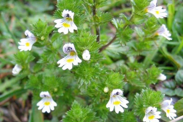 Euphrasia &#8211; species, poisoning, application