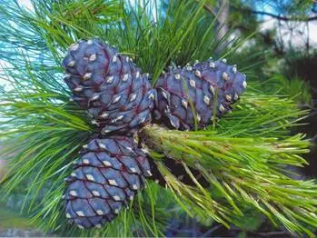 European cedar (cedar pine)