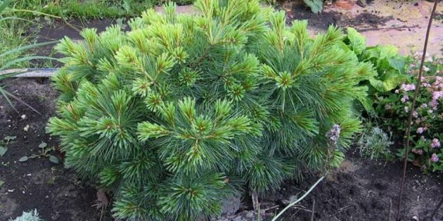 European cedar (cedar pine)