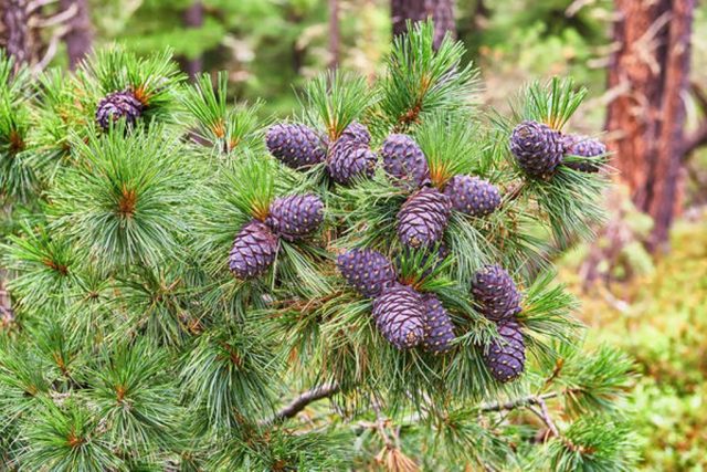 European cedar (cedar pine)