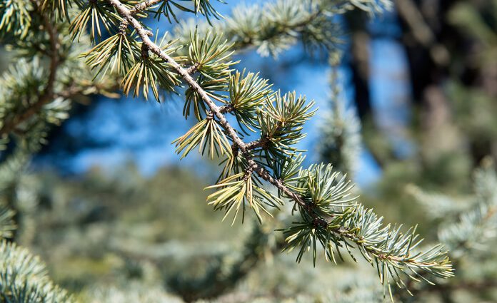 European cedar (cedar pine)