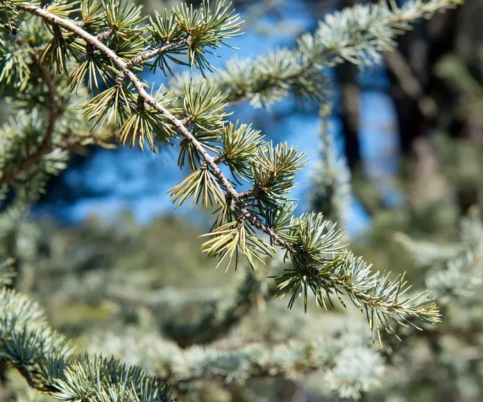 European cedar (cedar pine)