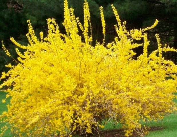 European Forsythia: photo and description