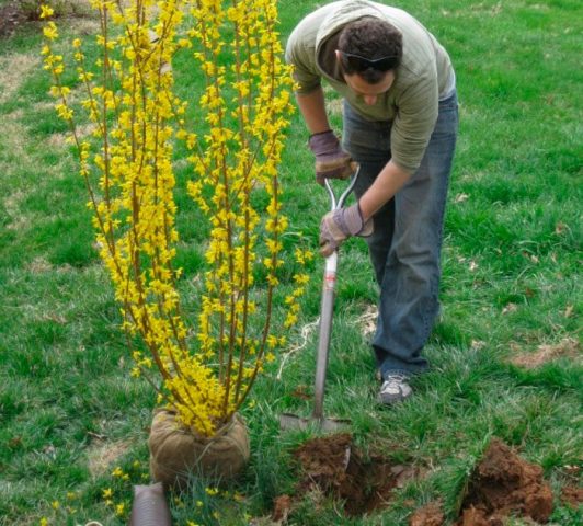 European Forsythia: photo and description