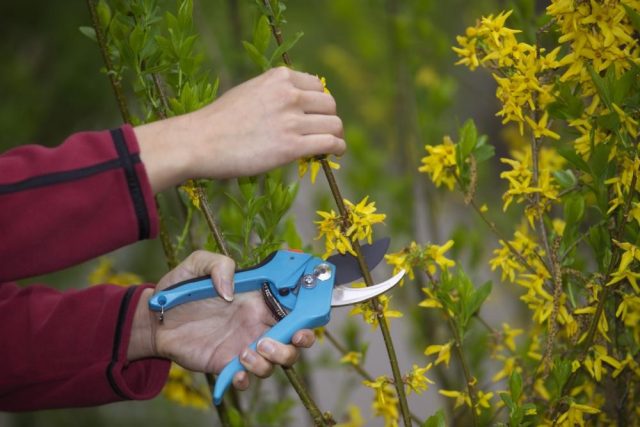 European Forsythia: photo and description