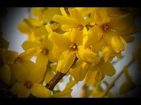 European Forsythia: photo and description