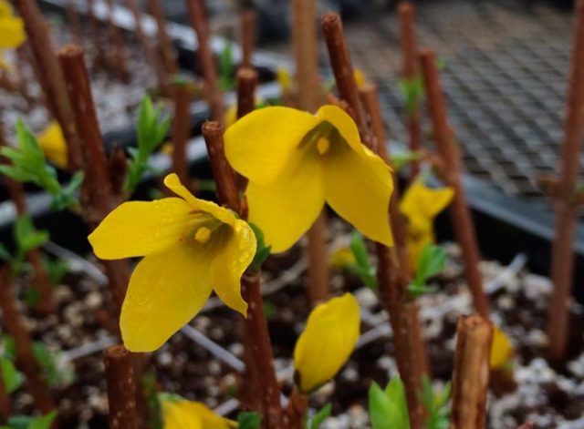 European Forsythia: photo and description