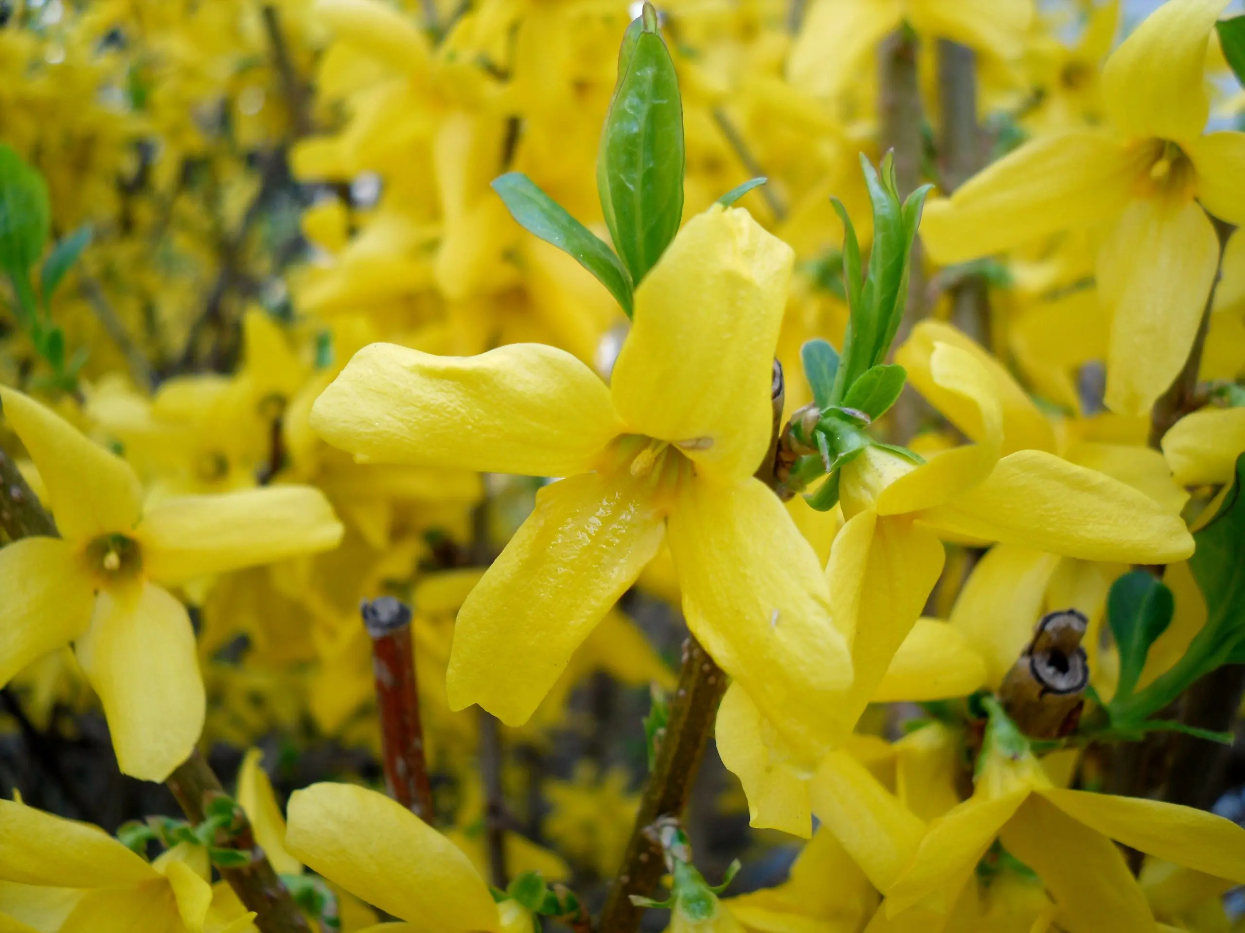 European Forsythia: photo and description