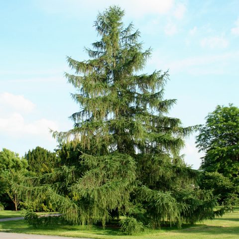 European larch: Puli, Little Bogle, Kreychi