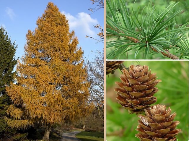 European larch: Puli, Little Bogle, Kreychi