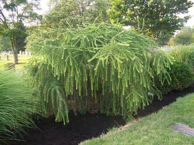 European larch: Puli, Little Bogle, Kreychi