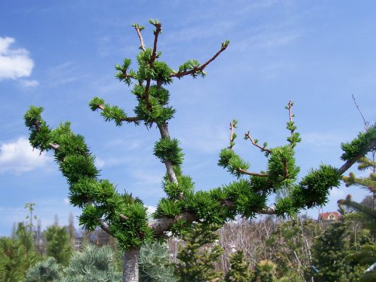 European larch: Puli, Little Bogle, Kreychi