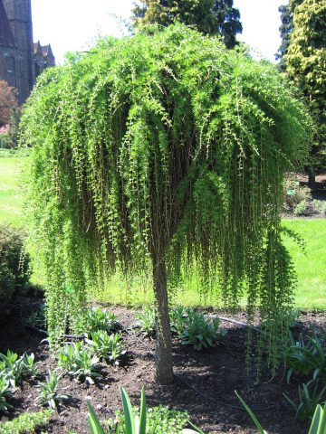 European larch: Puli, Little Bogle, Kreychi