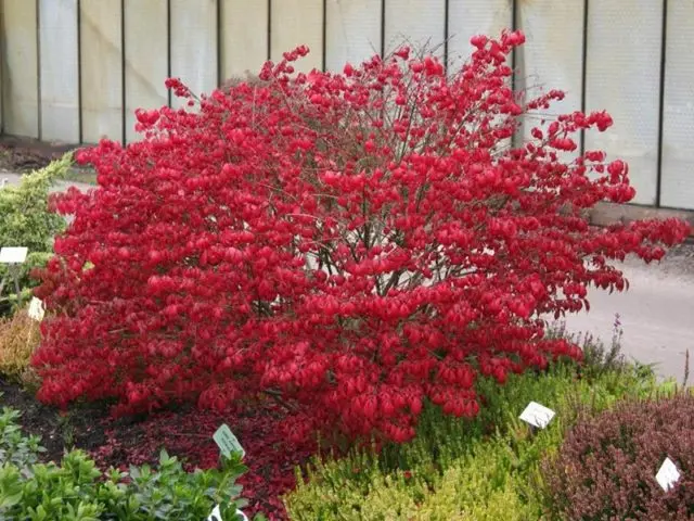 European spindle tree: photo and characteristics