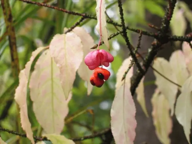 European spindle tree: photo and characteristics