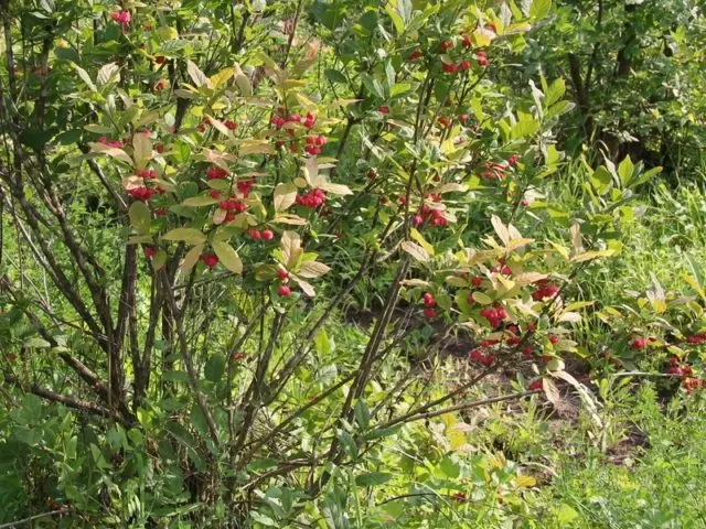 European spindle tree: photo and characteristics