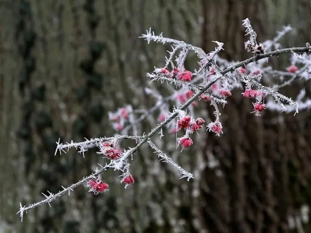 European spindle tree: photo and characteristics