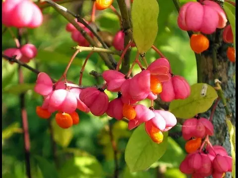 European spindle tree: photo and characteristics