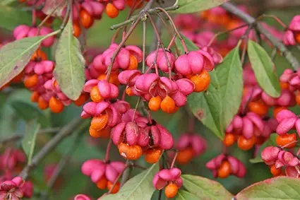 European spindle tree: photo and characteristics