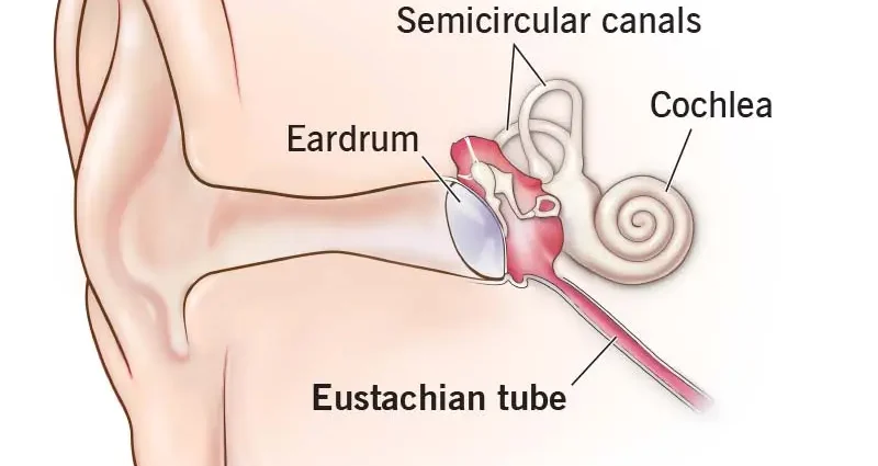 Eustachian tube &#8211; anatomy, meaning, symptoms and treatment of diseases of the Eustachian tube