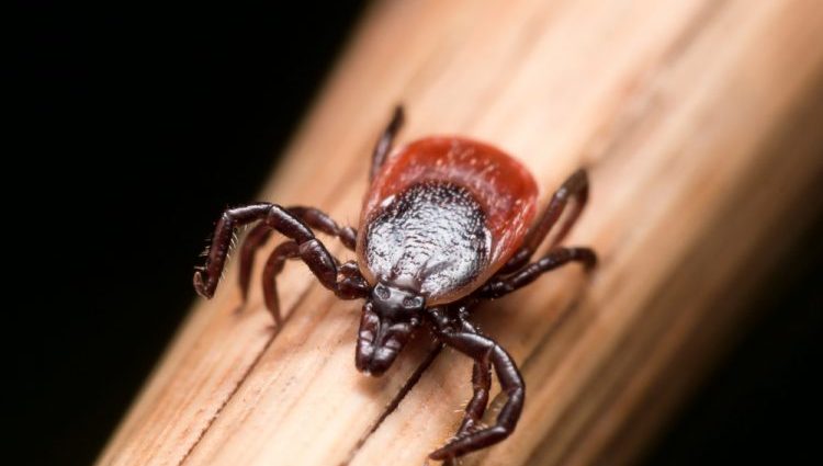 Even one in six ticks carry the virus, which leads to tick-borne encephalitis. Vaccination protects up to 99 percent.