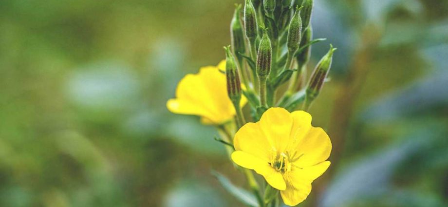Evening primrose lana – kabtangan, aksyon, contraindications, presyo. Unsa ang kaayohan sa evening primrose oil? [Among gipasabot]