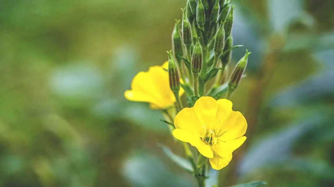 Evening primrose oil &#8211; properties, action, contraindications, price. What is evening primrose oil good for? [WE EXPLAIN]