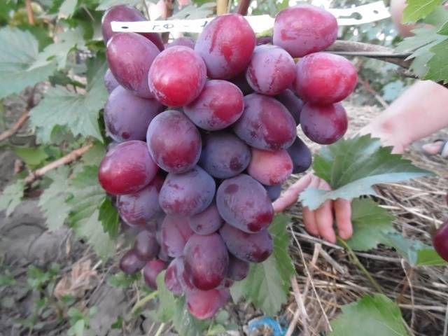 Everest grapes