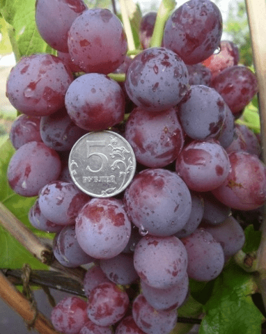 Everest grapes