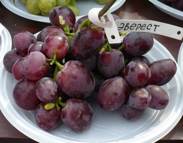 Everest grapes