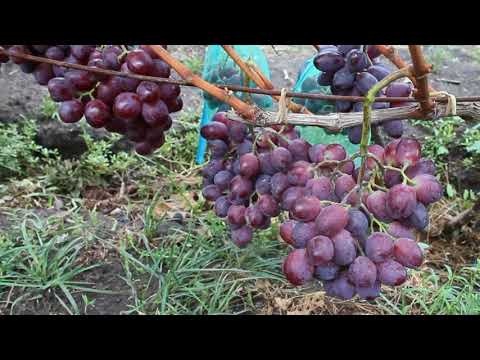 Everest grapes