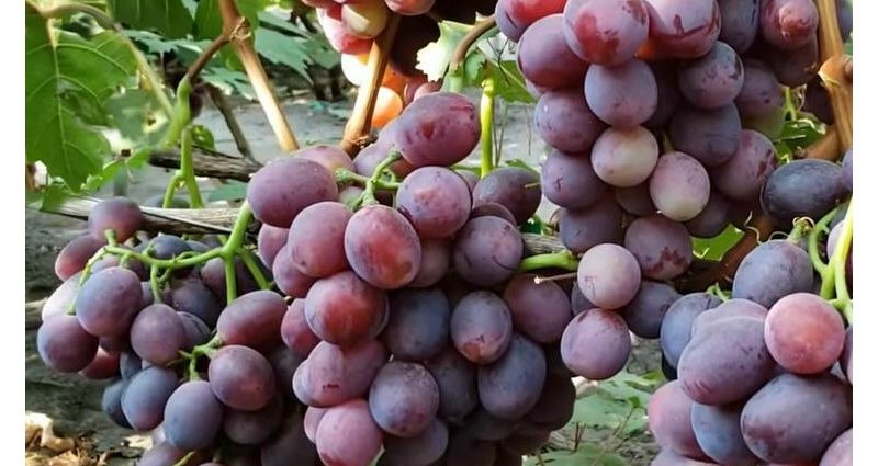 Everest grapes