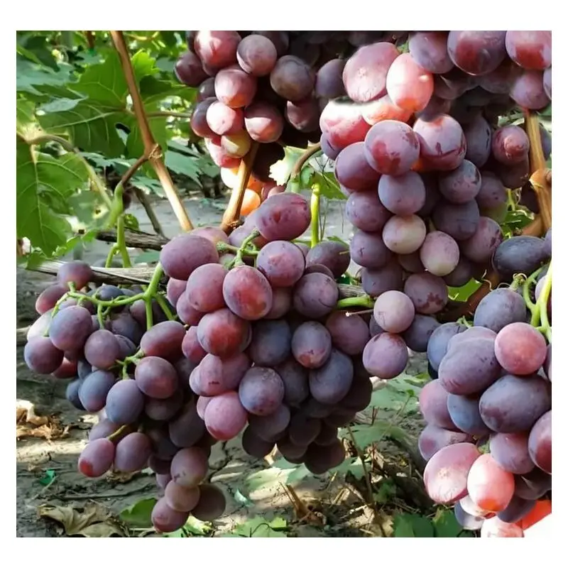 Everest grapes