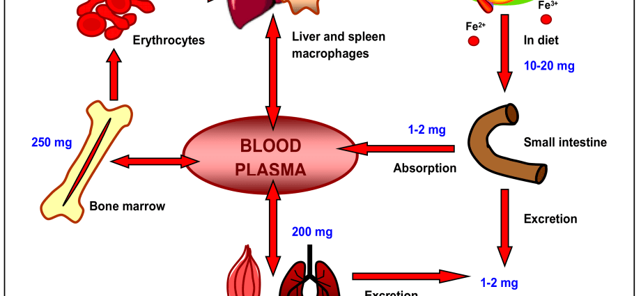 Every pregnant woman should know this ingredient. What is lactoferrin responsible for?