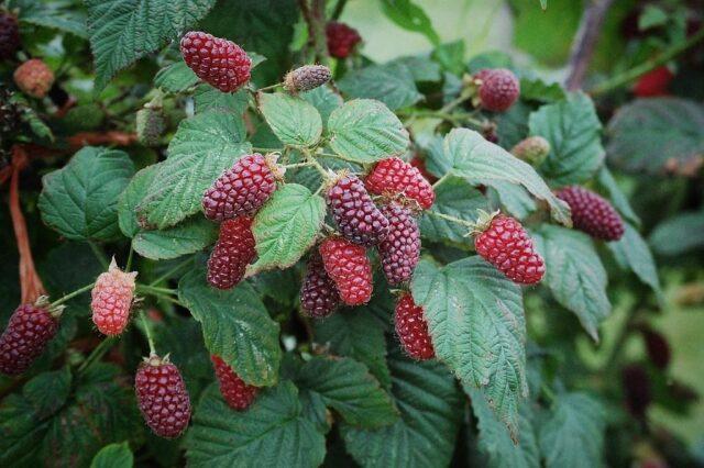 Every raspberry hybrid Taybury (Tayberry): description, photo and reviews