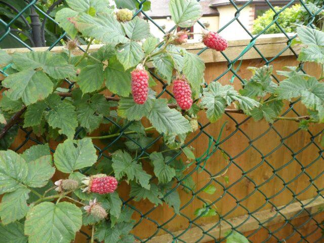 Every raspberry hybrid Taybury (Tayberry): description, photo and reviews