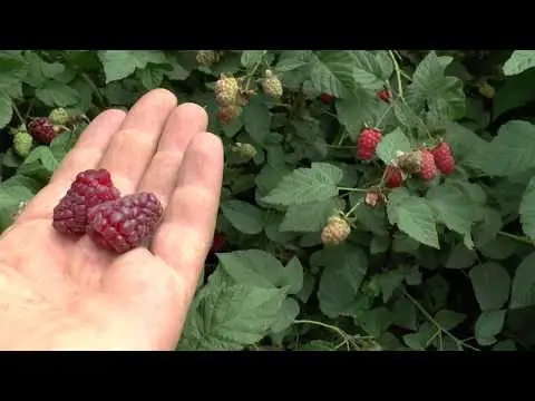 Every raspberry hybrid Taybury (Tayberry): description, photo and reviews