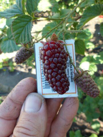 Every raspberry hybrid Taybury (Tayberry): description, photo and reviews