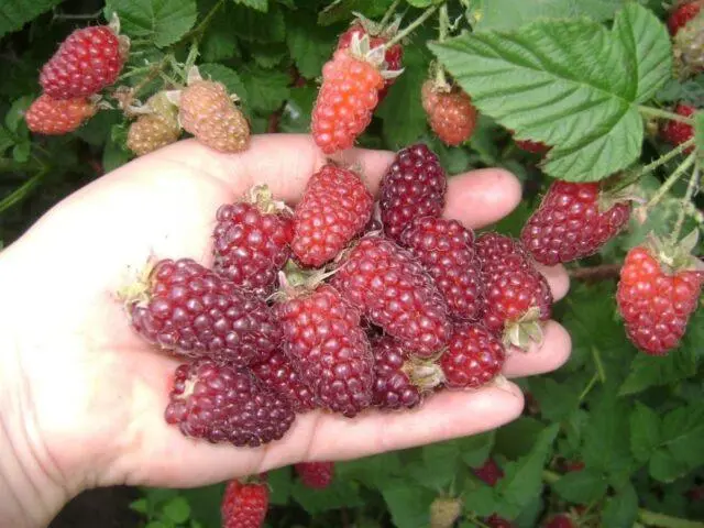 Every raspberry hybrid Taybury (Tayberry): description, photo and reviews