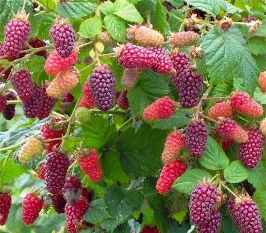 Every raspberry hybrid Taybury (Tayberry): description, photo and reviews