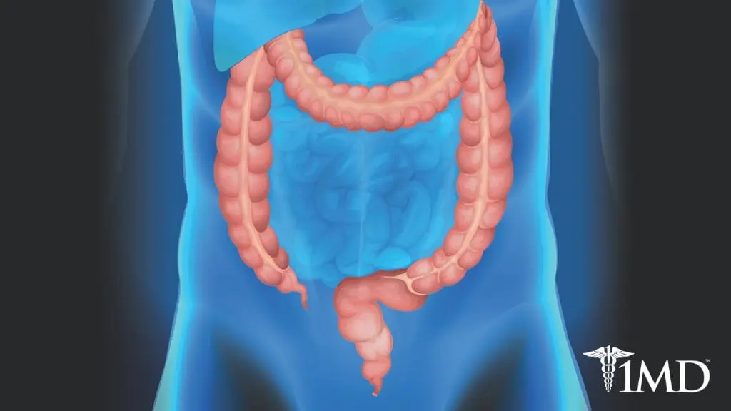 Everything you need to know about the large intestine and you are ashamed to ask