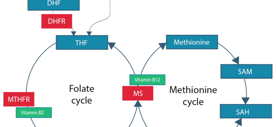 Excess folic acid may promote obesity and diabetes in the offspring