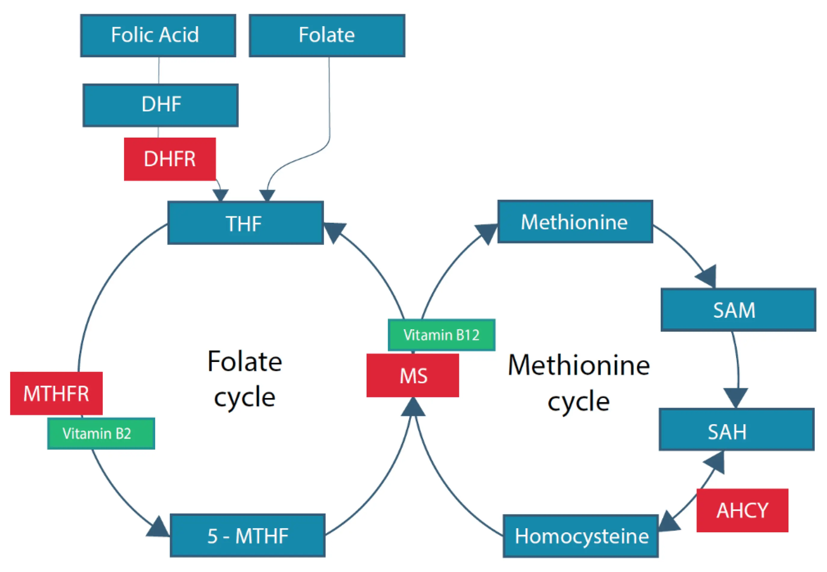 Excess folic acid may promote obesity and diabetes in the offspring