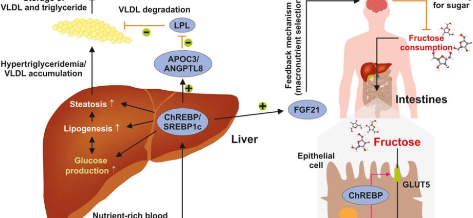 Excess fructose can damage the liver