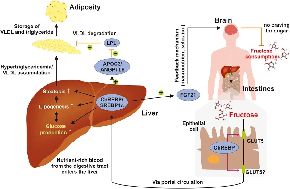 Excess fructose can damage the liver