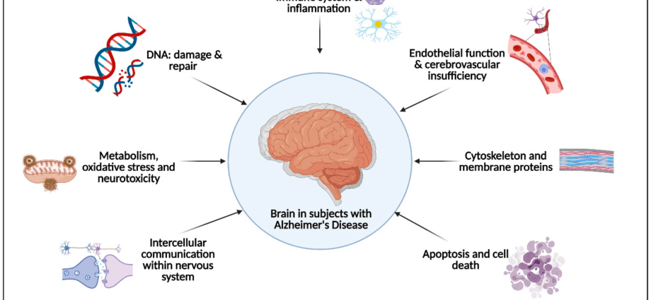 Excessive hygiene promotes Alzheimer&#8217;s disease