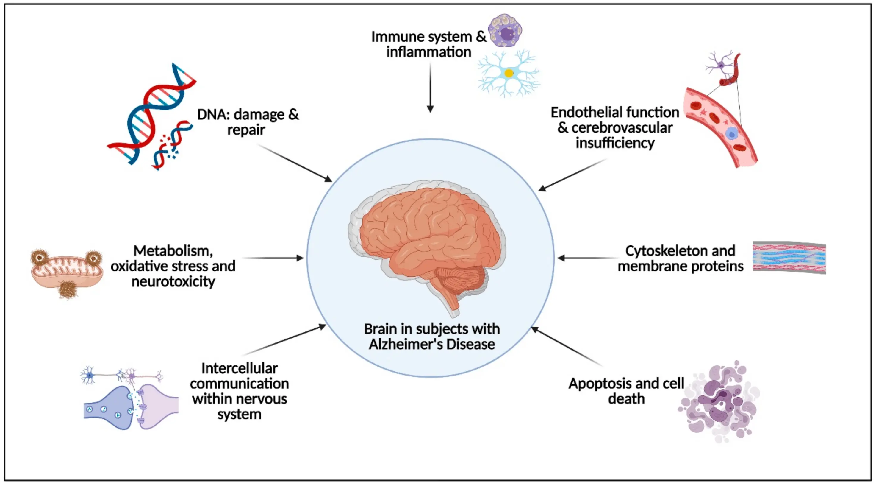 Excessive hygiene promotes Alzheimer&#8217;s disease