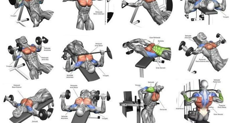 Exercises for the chest &#8211; how to do them?